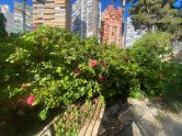 Apartmány / byty Benidorm