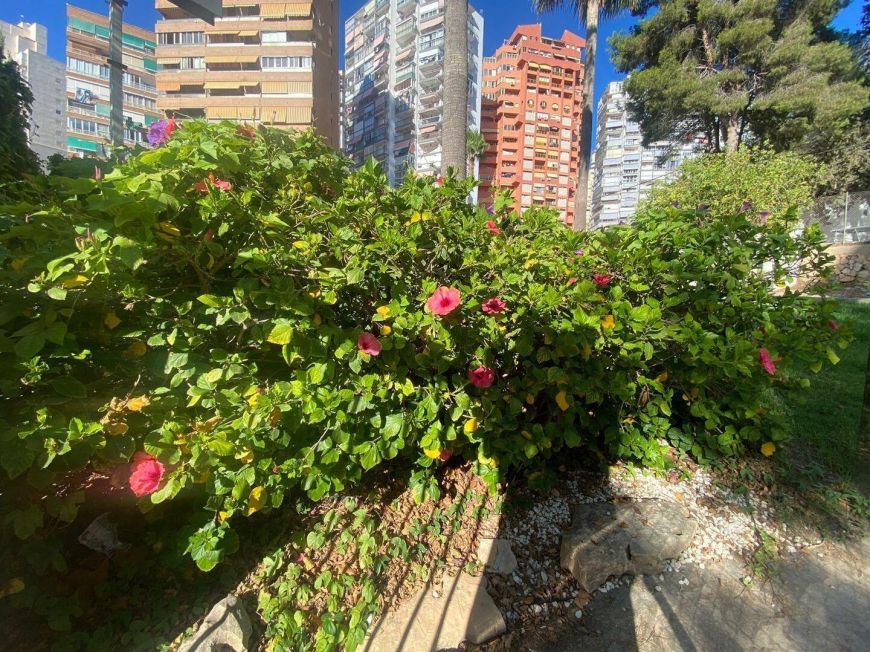 Španělsko Apartmány / byty Benidorm